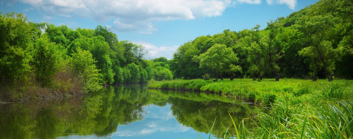 forest lake