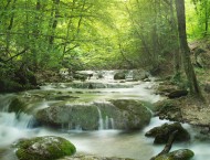 forest waterfall